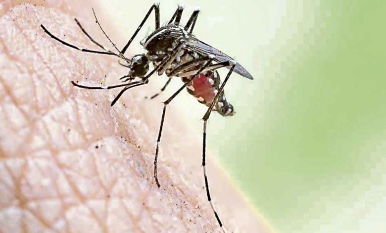 From January 15th to 21st, 2319 cases of mosquito disease and 1 death | Domestic | 2023-01-25 – Guangming Daily