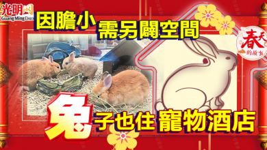 Photo of 【春天的故事】因膽小需另闢空間 兔子也住寵物酒店