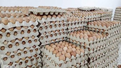 Photo of 末沙布：允進口後從1.5億劇降 上月僅短缺100萬雞蛋