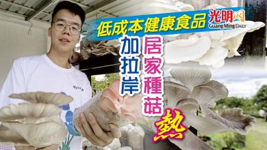 Photo of 低成本健康食品 加拉岸居家種菇熱