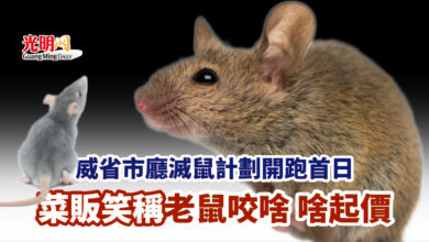 Photo of 威省市廳滅鼠計劃開跑首日 菜販笑稱老鼠咬啥 啥起價