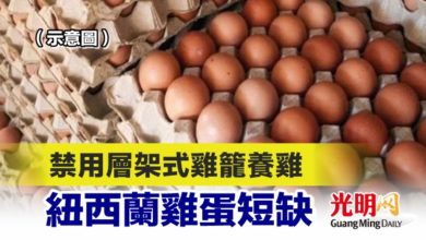 Photo of 禁用層架式雞籠養雞 紐西蘭雞蛋短缺