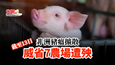 Photo of 非洲豬瘟擴散 截至13日 威省7農場遭殃