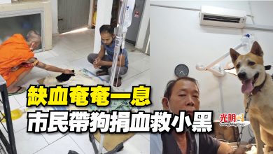 Photo of 缺血奄奄一息  市民帶狗捐血救小黑