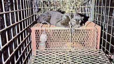 Photo of 宜力10天內3黑豹被捕獲 安全釋放棲息地