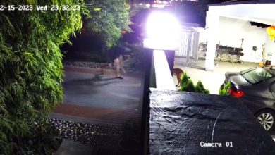 Photo of 男子頻往住家拋毒麵包 愛犬喪命 事主憂孩子受害