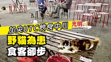 Photo of 加央UTC飲食中心 野貓為患 食客卻步