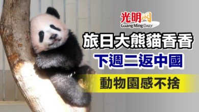 Photo of 旅日大熊貓香香下週二返中國 動物園感不捨