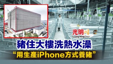 Photo of 豬住大樓洗熱水澡 “用生產iPhone方式養豬”