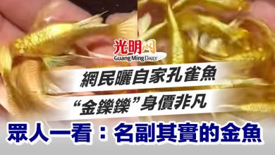 Photo of 網民曬自家孔雀魚“金鑠鑠”身價非凡 眾人一看：名副其實的金魚