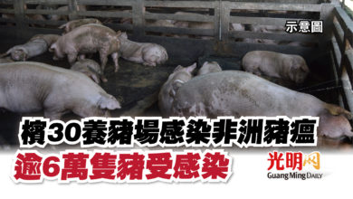 Photo of 檳30養豬場感染非洲豬瘟   逾6萬隻豬感染病毒