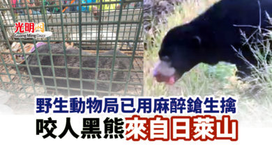 Photo of 野生動物局用麻醉鎗生擒 咬人黑熊來自日萊山
