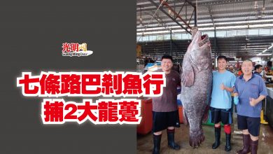 Photo of 七條路巴剎魚行捕2大龍躉