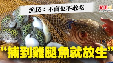 Photo of 漁民：不賣也不敢吃  “捕到雞腿魚就放生”