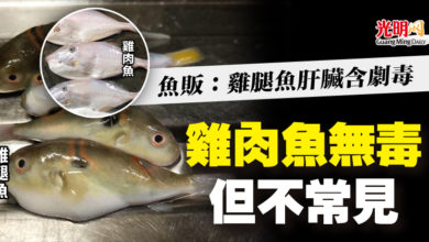Photo of 魚販：雞腿魚肝臟含劇毒  雞肉魚無毒但不常見