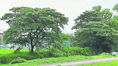 Photo of 隱蔽排水溝雜草叢生  若不清理恐引發水災