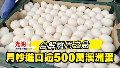 Photo of 台解燃眉之急 月杪進口逾500萬澳洲蛋