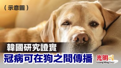 Photo of 韓國研究證實 冠病可在狗之間傳播