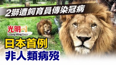 Photo of 2獅遭飼育員傳染冠病 日本首例非人類病歿
