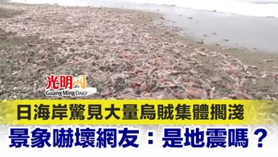Photo of 日海岸驚見大量烏賊集體擱淺 景象嚇壞網友：是地震嗎？