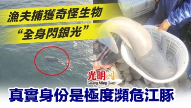 Photo of 漁夫捕獲奇怪生物“全身閃銀光” 真實身份是極度瀕危江豚
