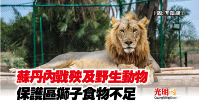 Photo of 蘇丹內戰殃及野生動物  保護區獅子食物不足