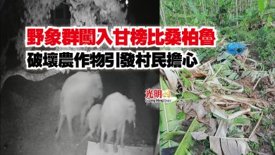 Photo of 野象群闖入甘榜比桑柏魯  破壞農作物引發村民擔心