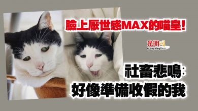 Photo of 臉上厭世感MAX的喵皇！  社畜悲鳴︰好像準備收假的我