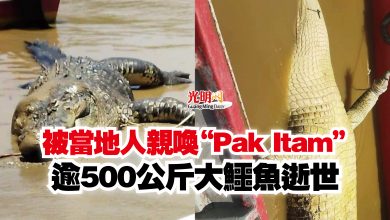 Photo of 被當地人親喚“Pak Itam”  逾500公斤大鱷魚逝世