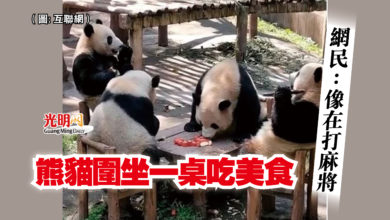 Photo of 熊貓圍坐一桌吃美食  網民：像在打麻將