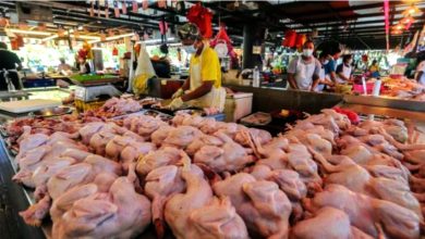 Photo of 分析師：雞蛋肉雞價7月起自由浮動 雞價每漲10% 通膨料升0.1%