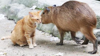 Photo of 疫情期混進 和水豚同吃同住 動物園橘貓紅了