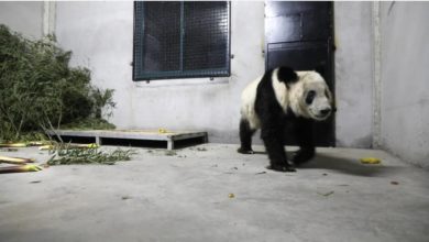 Photo of 熊貓“丫丫”返抵上海檢疫首露面  隔離後送北京動物園