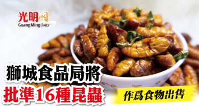 Photo of 獅城食品局將批準16種昆蟲  作為食物出售