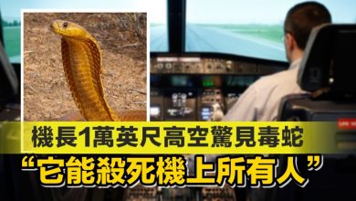 Photo of 機長1萬英尺高空驚見毒蛇 “它能殺死機上所有人”
