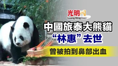 Photo of 22歲中國旅泰大熊貓“林惠”去世 曾被拍到鼻部出血