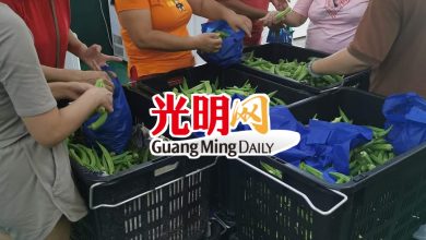 Photo of 不敵成本低價“益”街坊 華裔農民:羊角豆任裝每包RM5