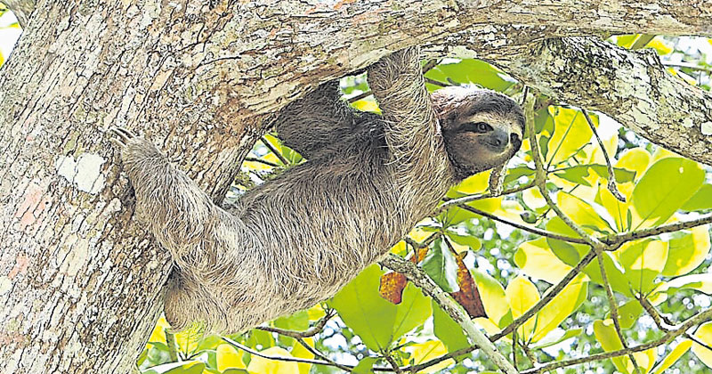或可對付超級細菌 樹獺毛皮藏產抗生素細菌 | 國際 | 2023-05-02 – 光明日报