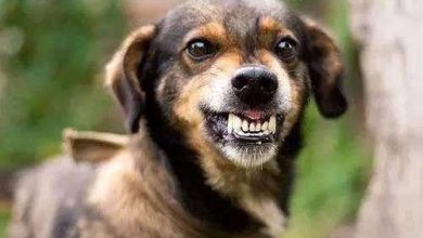 Photo of 道格拉斯：狂犬病死亡率99.9% 被貓狗咬傷立即就醫
