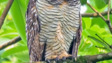 Photo of 寂寞的貓頭鷹 被送往太平動物園照料