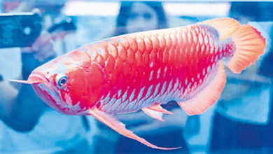 Photo of 冠軍紅龍魚70萬拍出