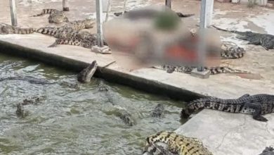 Photo of 失足掉進鱷魚池  老板被活活咬死