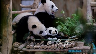 Photo of ​“誼誼”和“升誼”料8月後回中國  動物園：有“興興”和“靚靚”夠了