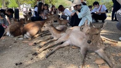 Photo of 解封後遊客報復式猛喂  奈良鹿“拒吃”鹿餅