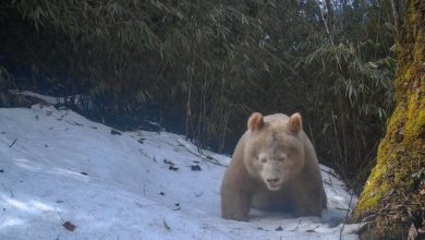 Photo of 白色大熊貓野外生活畫面公開  研究員：它健康存活下來