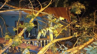 Photo of 檳島下驟雨吹狂風  多處樹倒毀車損屋