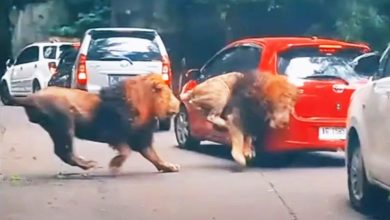 Photo of 野生動物園2獅狂奔 追逐撞凹車子嚇壞遊客