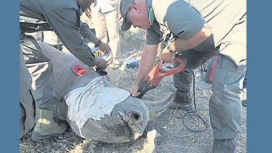 Photo of 免淪偷獵受害者 納米比亞替600犀牛除角