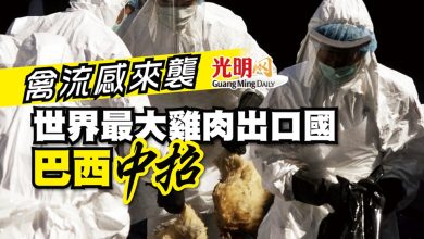 Photo of 禽流感來襲 世界最大雞肉出口國 巴西中招