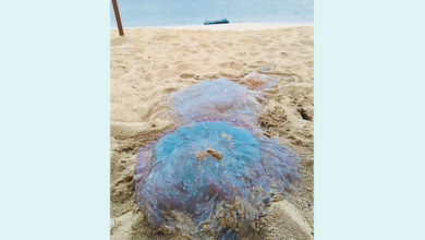 Photo of 遭沖上關丹海灘 藍色水母或有毒
